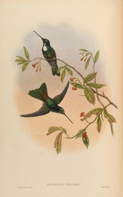 Bourcieria insectivora = Coeligena torquata torquata - John Gould